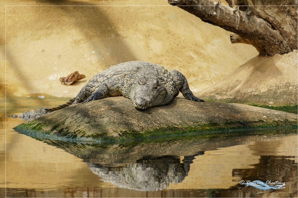Crocodile seul sur son île