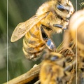 Rassemblement d'abeille