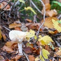 Un petit champignon