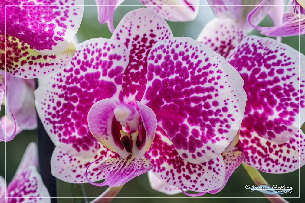 Fleur d'Orchidée Phalaenopsis