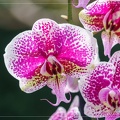 Fleur d'Orchidée Phalaenopsis