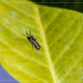 Halictus (Seladonia) - Abeille dorée
