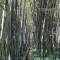 Canal aux bambous