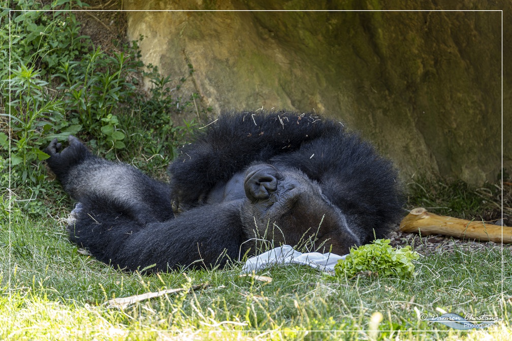Gorille à la sieste